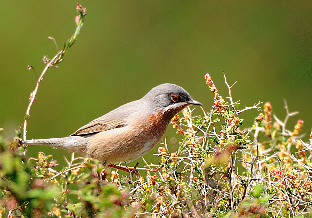 Subalpine Warbler