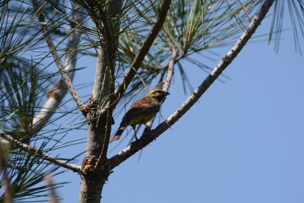 Cirl Bunting