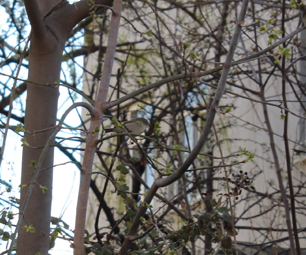 Common Chiffchaff