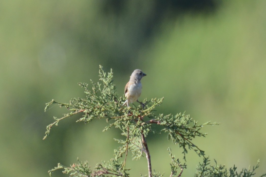 Common Linnet