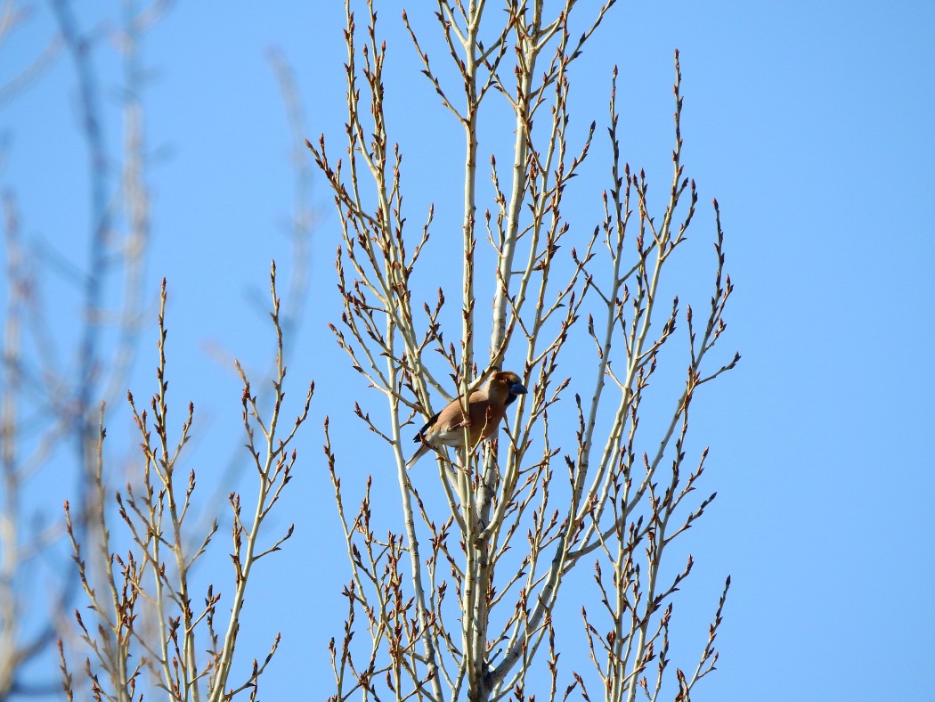 Hawfinch