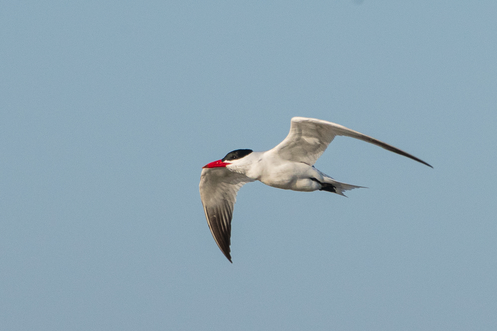 Caspian Tern