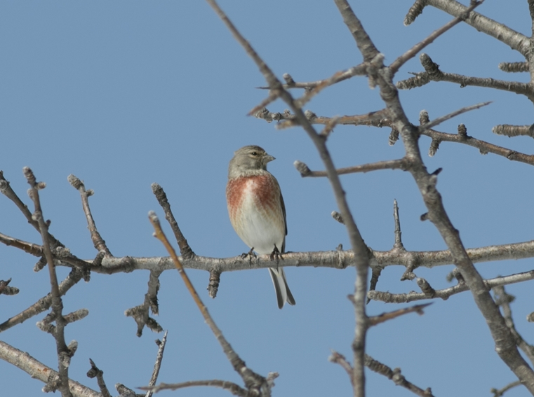 Common Linnet
