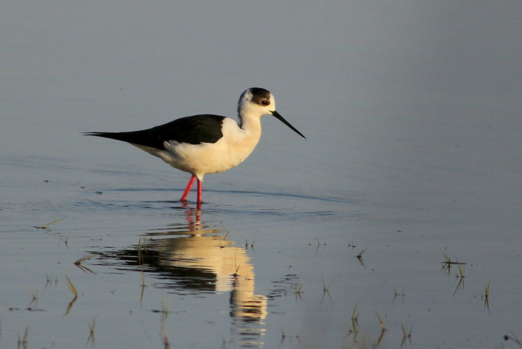 Black-winged Stilt