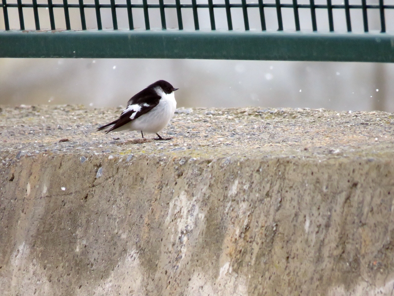 Semicollared Flycatcher