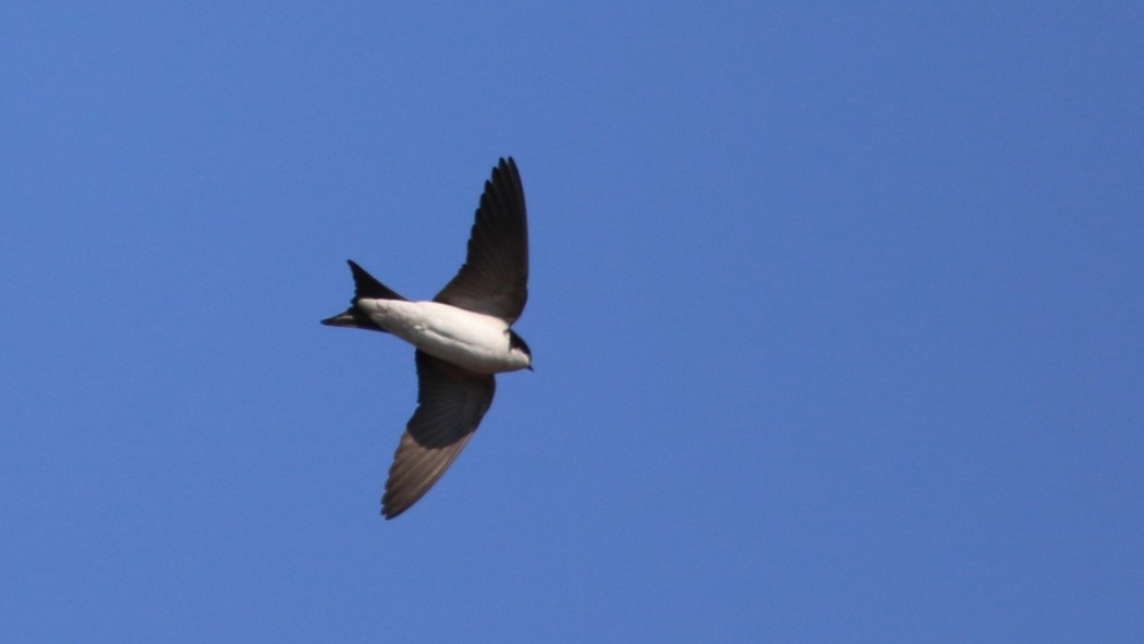 Common House Martin