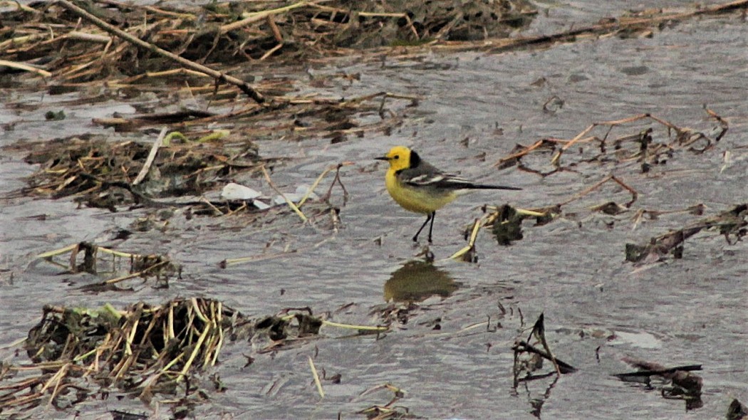 Citrine Wagtail
