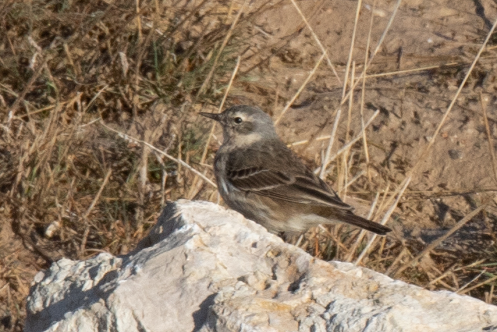 Water Pipit