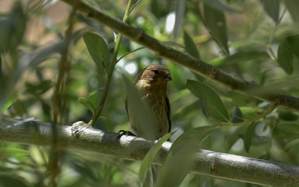Red-fronted Serin