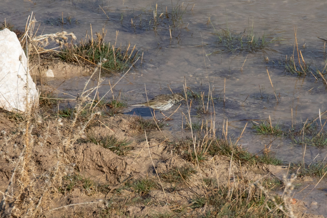 Meadow Pipit