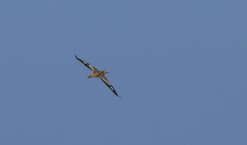 Eurasian Stone-curlew