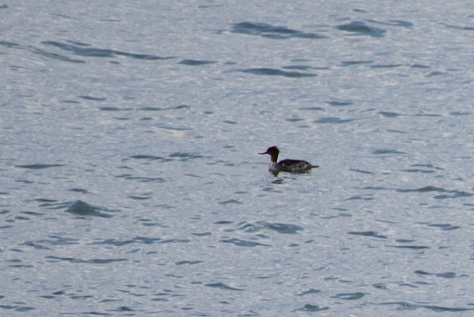 Red-breasted Merganser