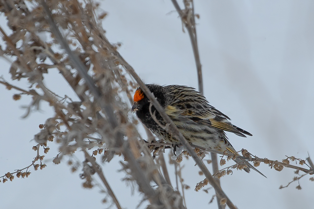 Red-fronted Serin