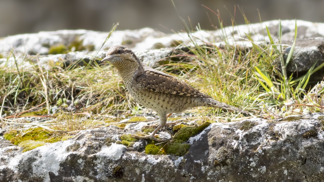 Eurasian Wryneck