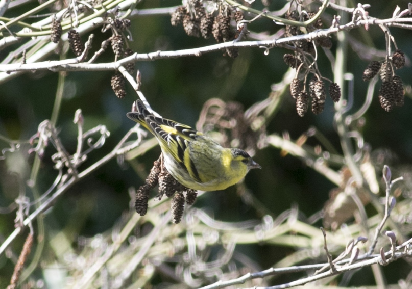 Eurasian Siskin