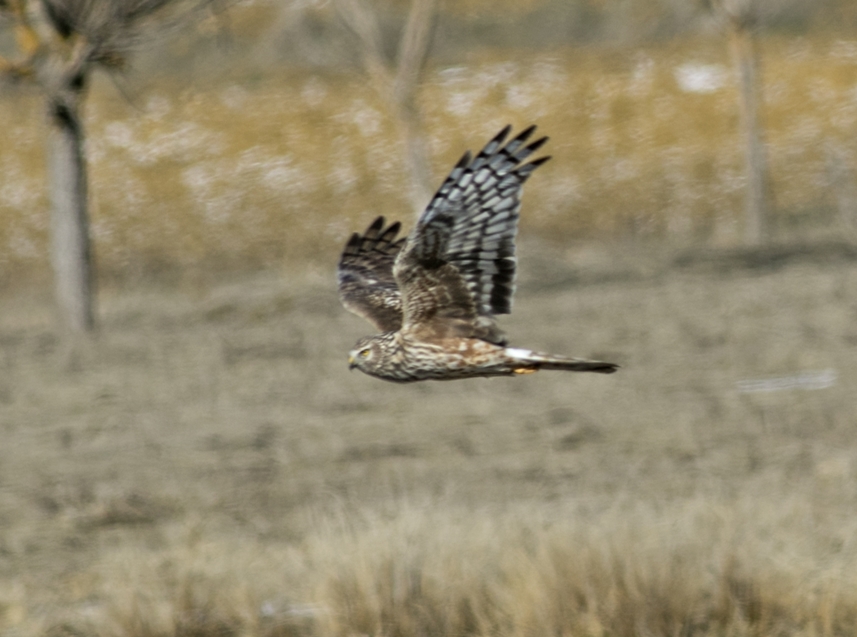 Hen Harrier