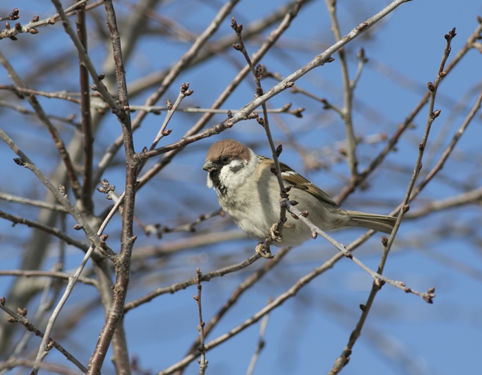 Eurasian Tree Sparrow