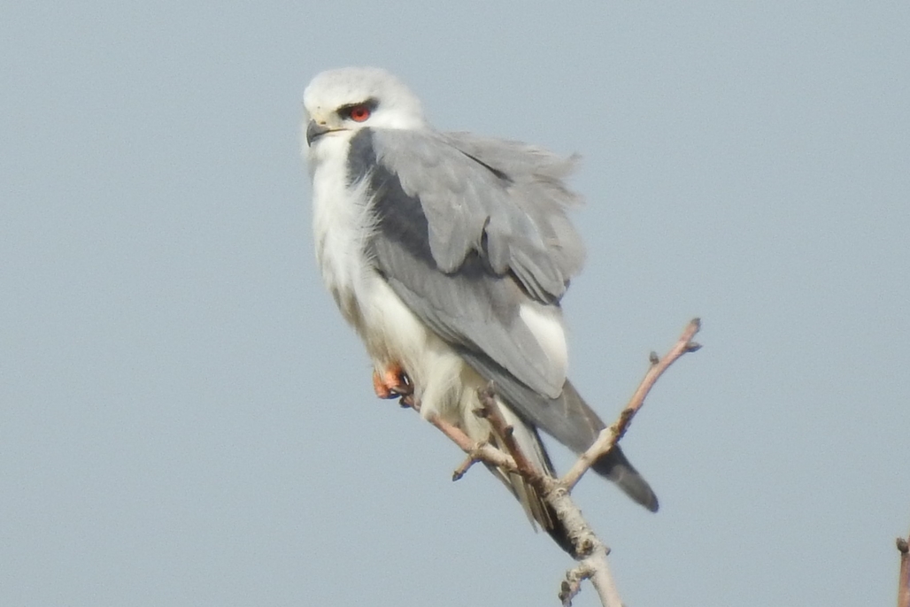 Black-winged Kite