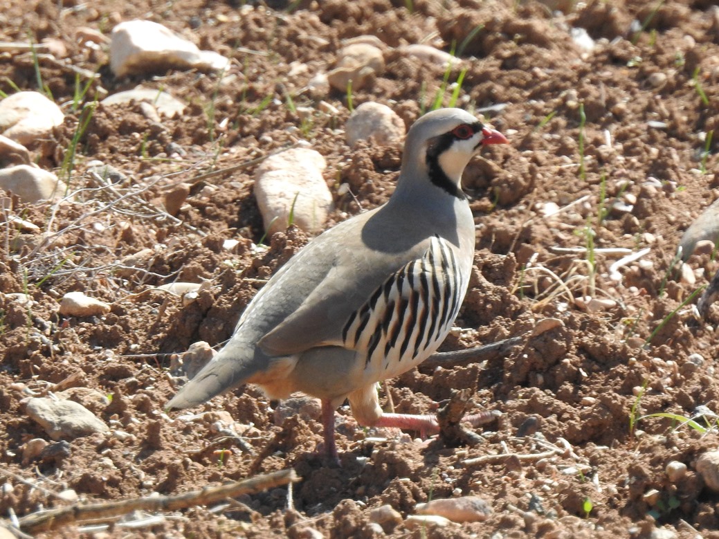 Chukar Partridge