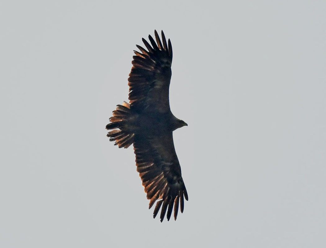 Eastern Imperial Eagle