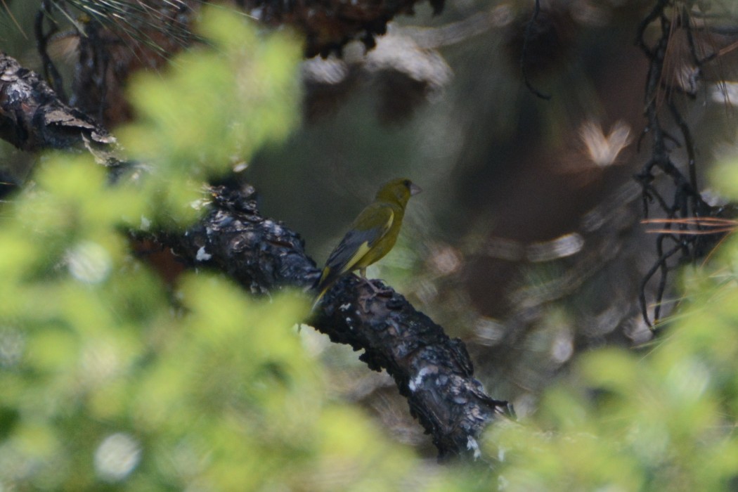 European Greenfinch