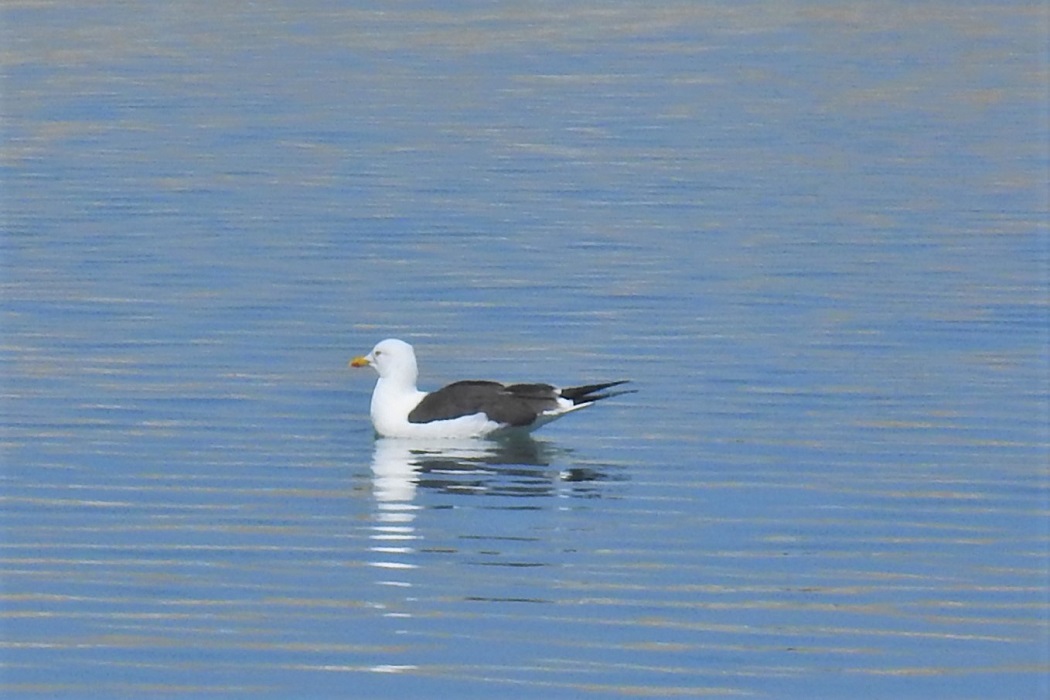 Lesser Black-backed Gull