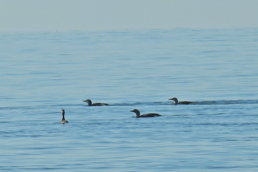 Black-throated Loon