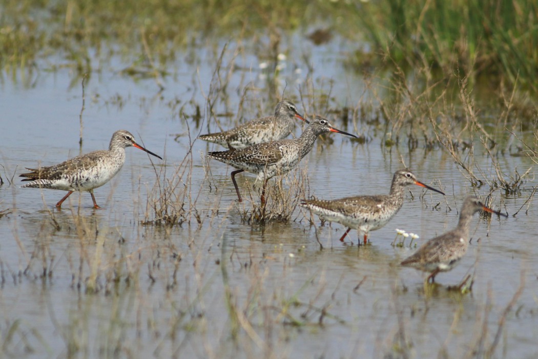 Spotted Redshank