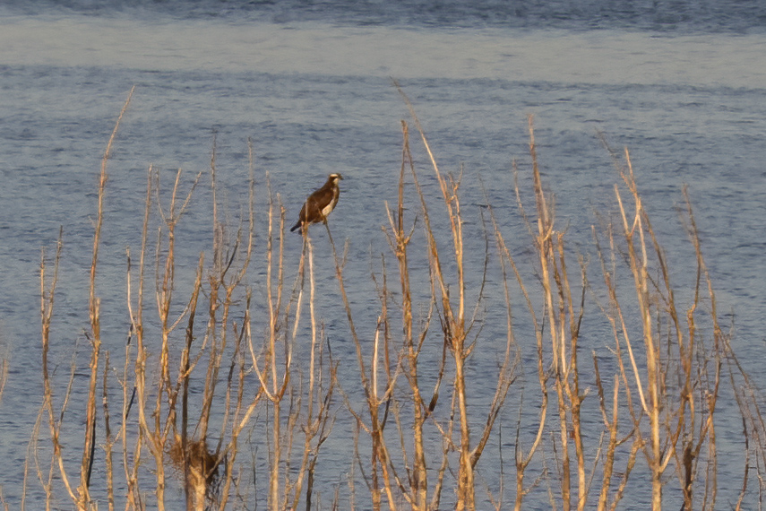 Osprey