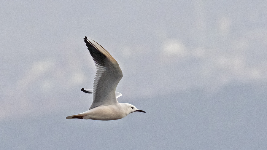 Slender-billed Gull