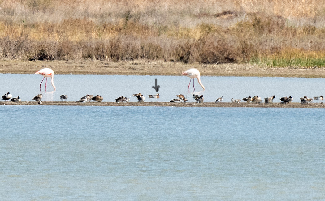 Garganey