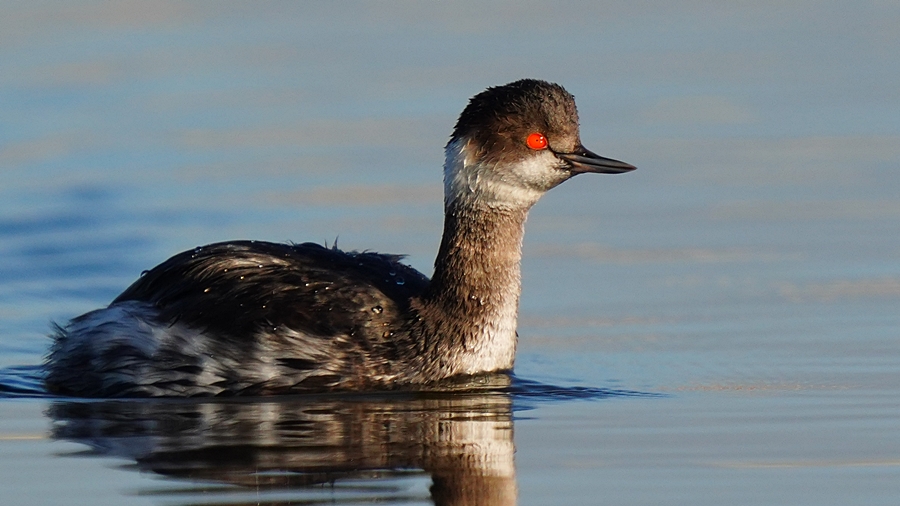 Black-necked Grebe