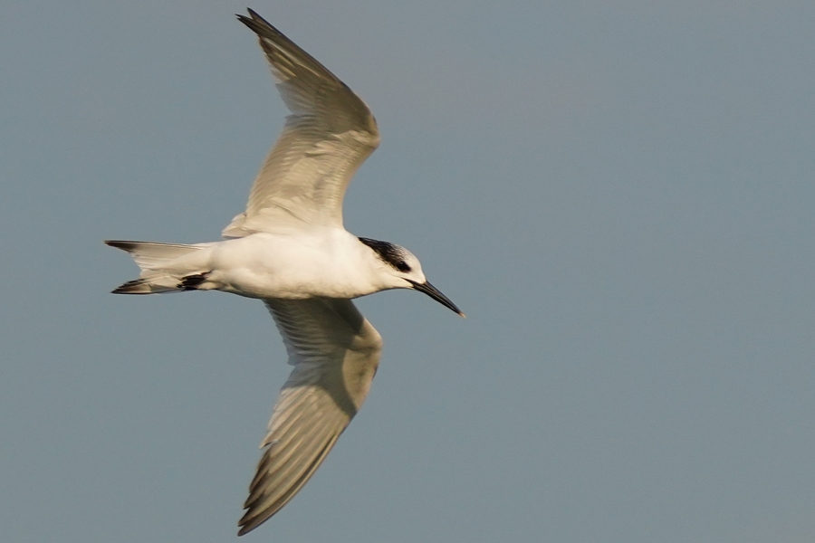 Sandwich Tern