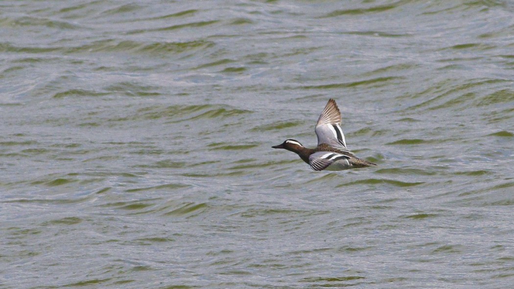 Garganey