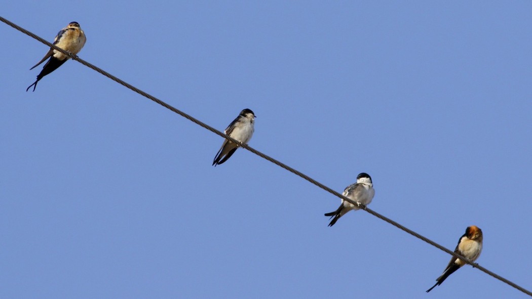 European Red-rumped Swallow