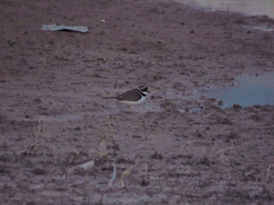 Halkalı Küçük Cılıbıt