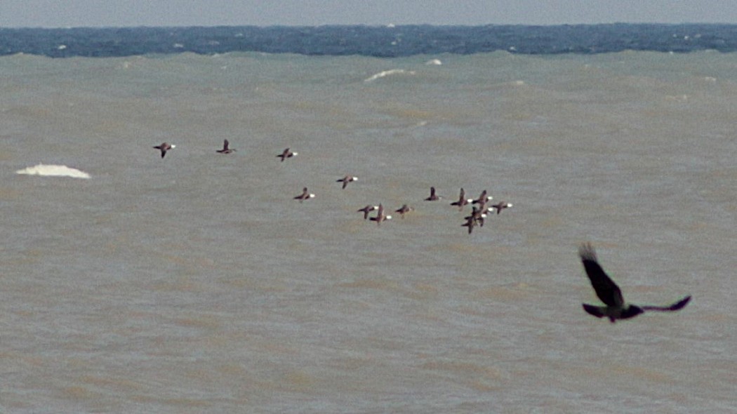 White-headed Duck