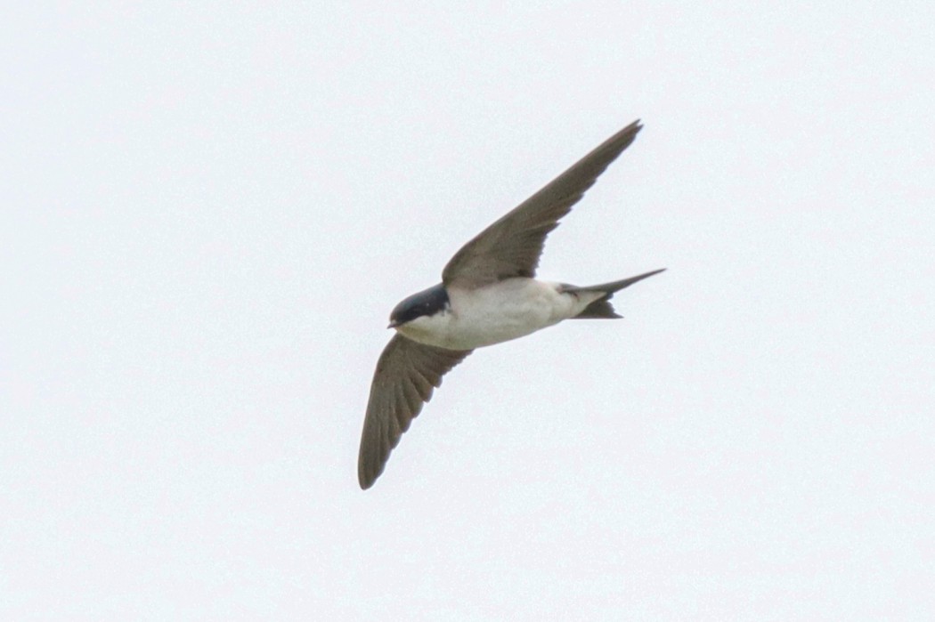 Common House Martin