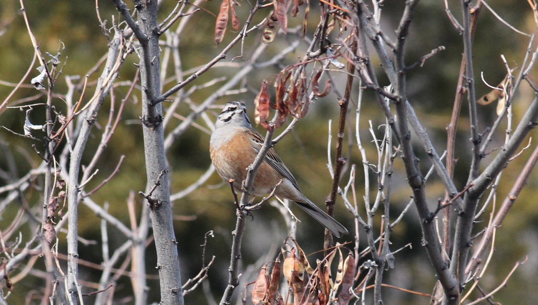 Rock Bunting