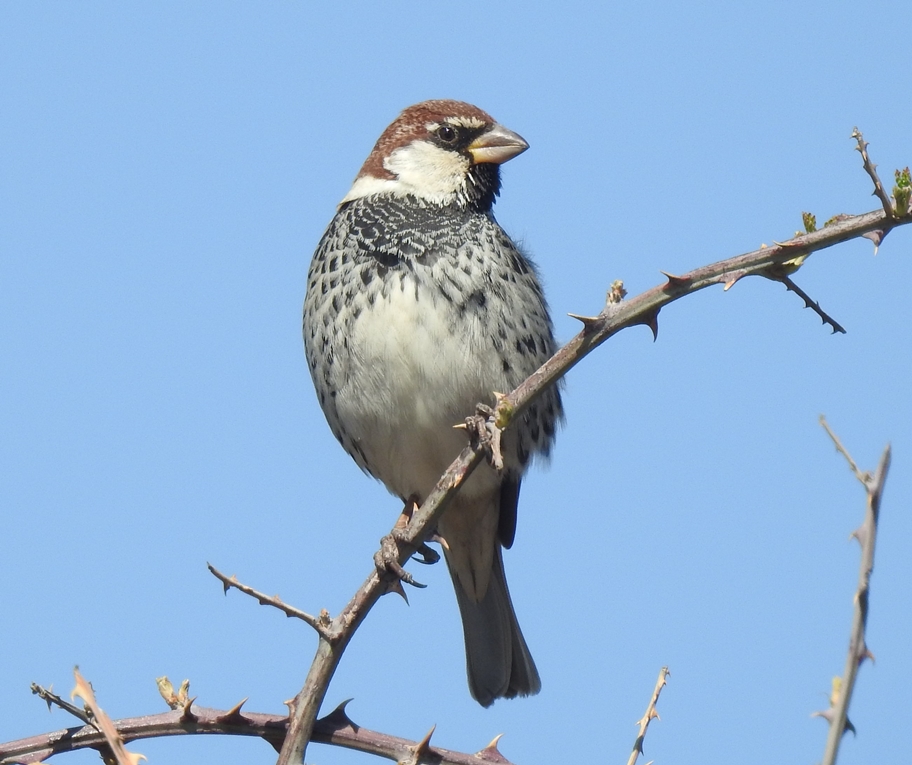 Spanish Sparrow