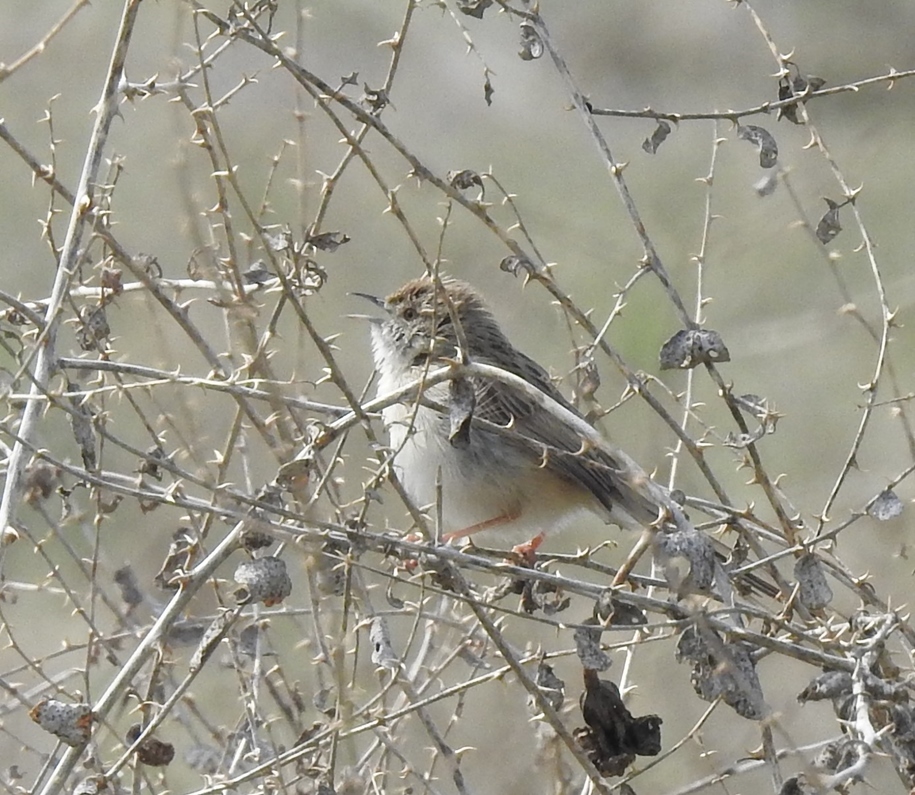 Delicate prinia