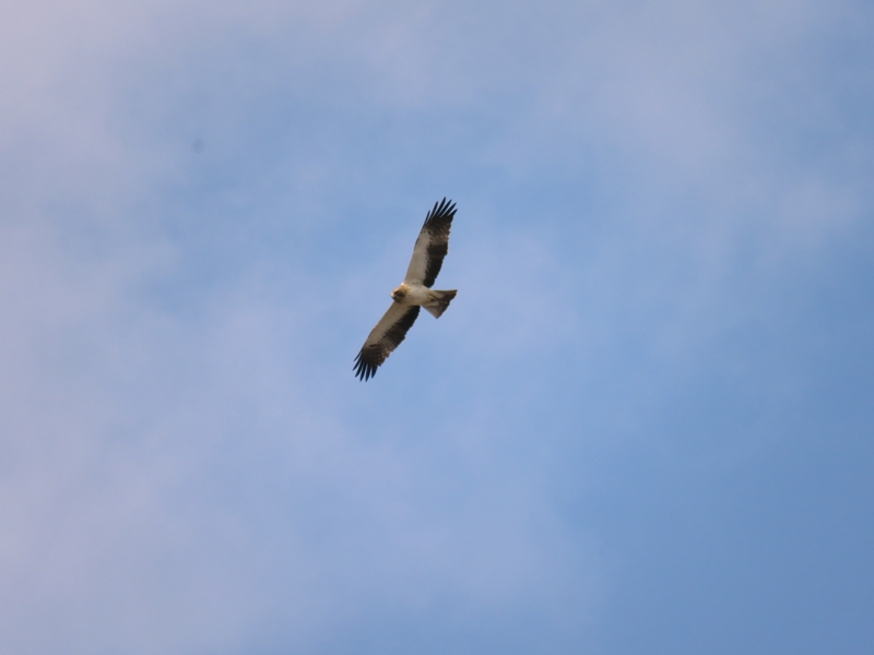 Booted Eagle