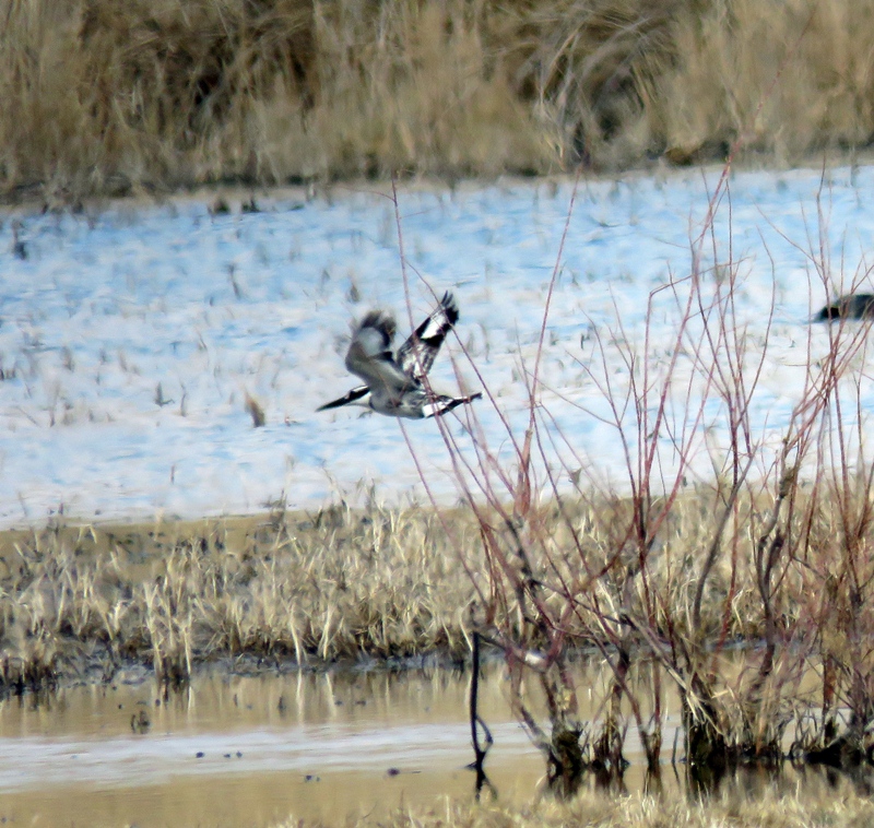 Pied Kingfisher