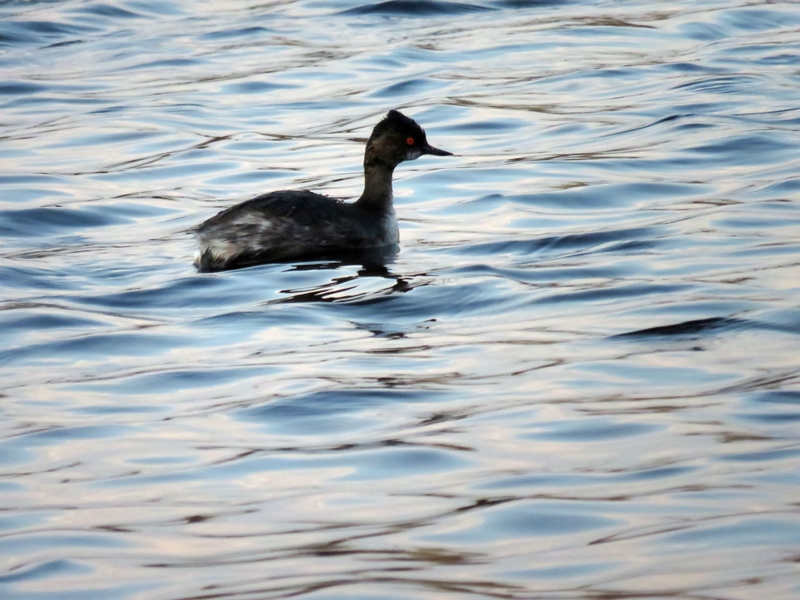 Black-necked Grebe