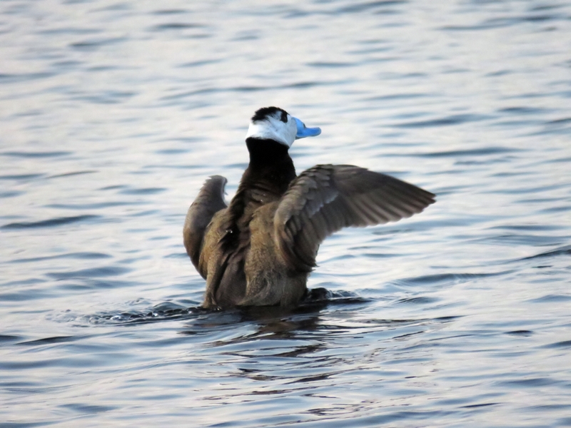 White-headed Duck
