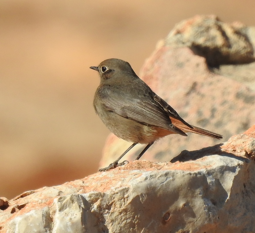 Black Redstart
