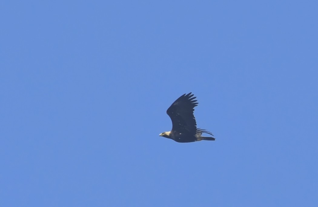 Eastern Imperial Eagle