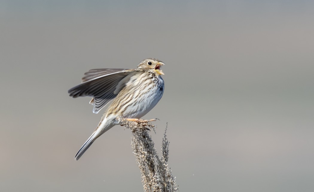 Corn Bunting