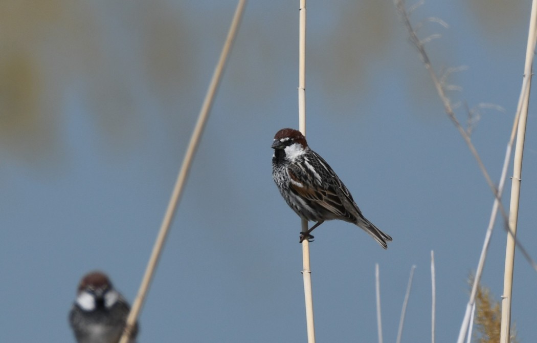 Spanish Sparrow
