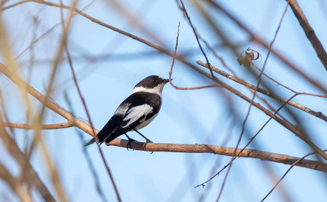 Collared Flycatcher